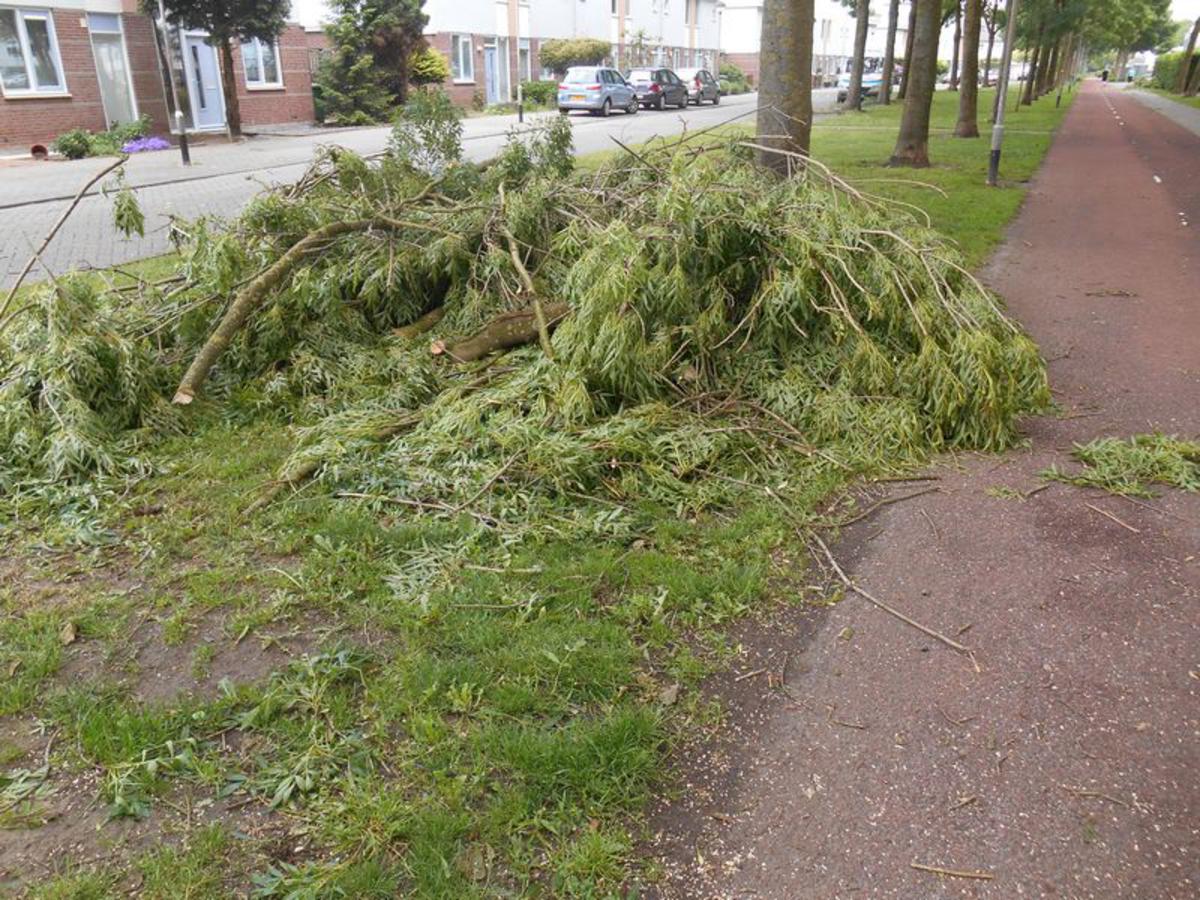 Windschade in de Haagse Beemden