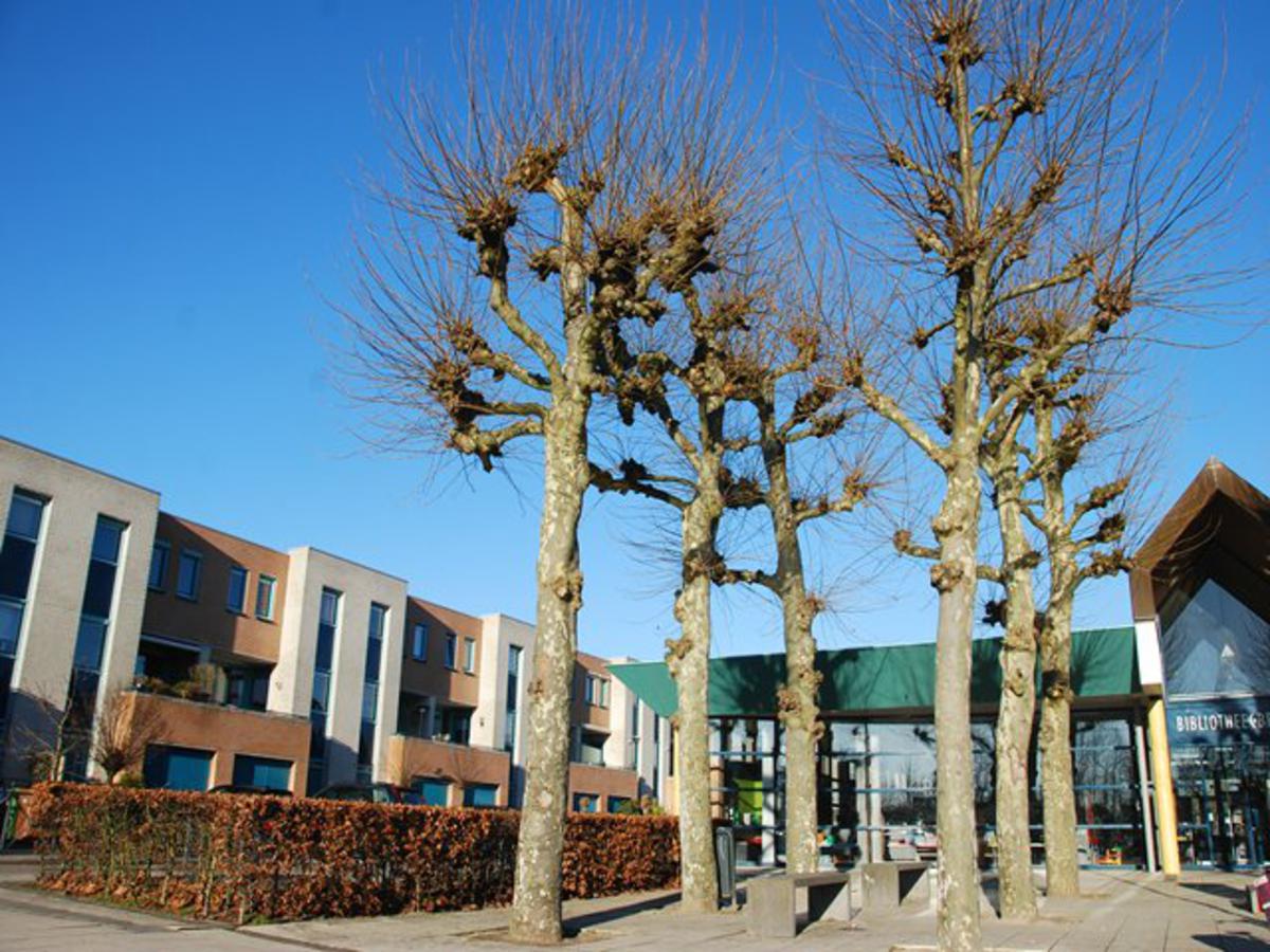 foto Nico Koevoets