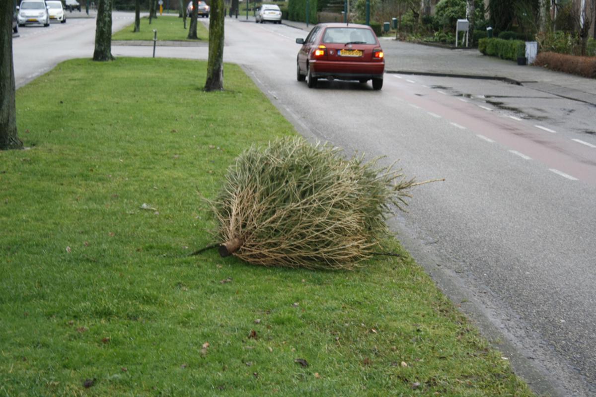 Kerst is voorbij. De boom kan weg. foto Pepijn Nagtzaam