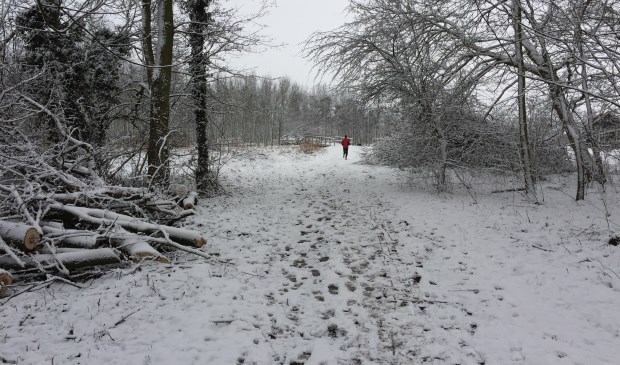 Het Abtswoudse Bos in Delft is in de winter nóg mooier.