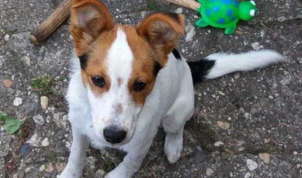 Puppy Kees is al anderhalve maand vermist.