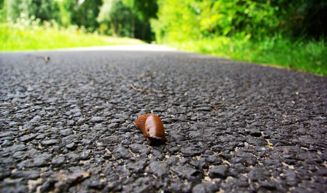 Slakken hebben het niet makkelijk. (foto: Jesper Neeleman)