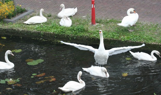 Het Rietveld: geen Zwanenmeer, maar Zwanengracht.
