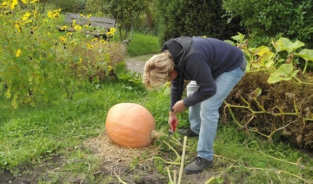 Jeroen de Bruijn van Jumbo Buitenhof oogst een pompoen. (Foto: PR)