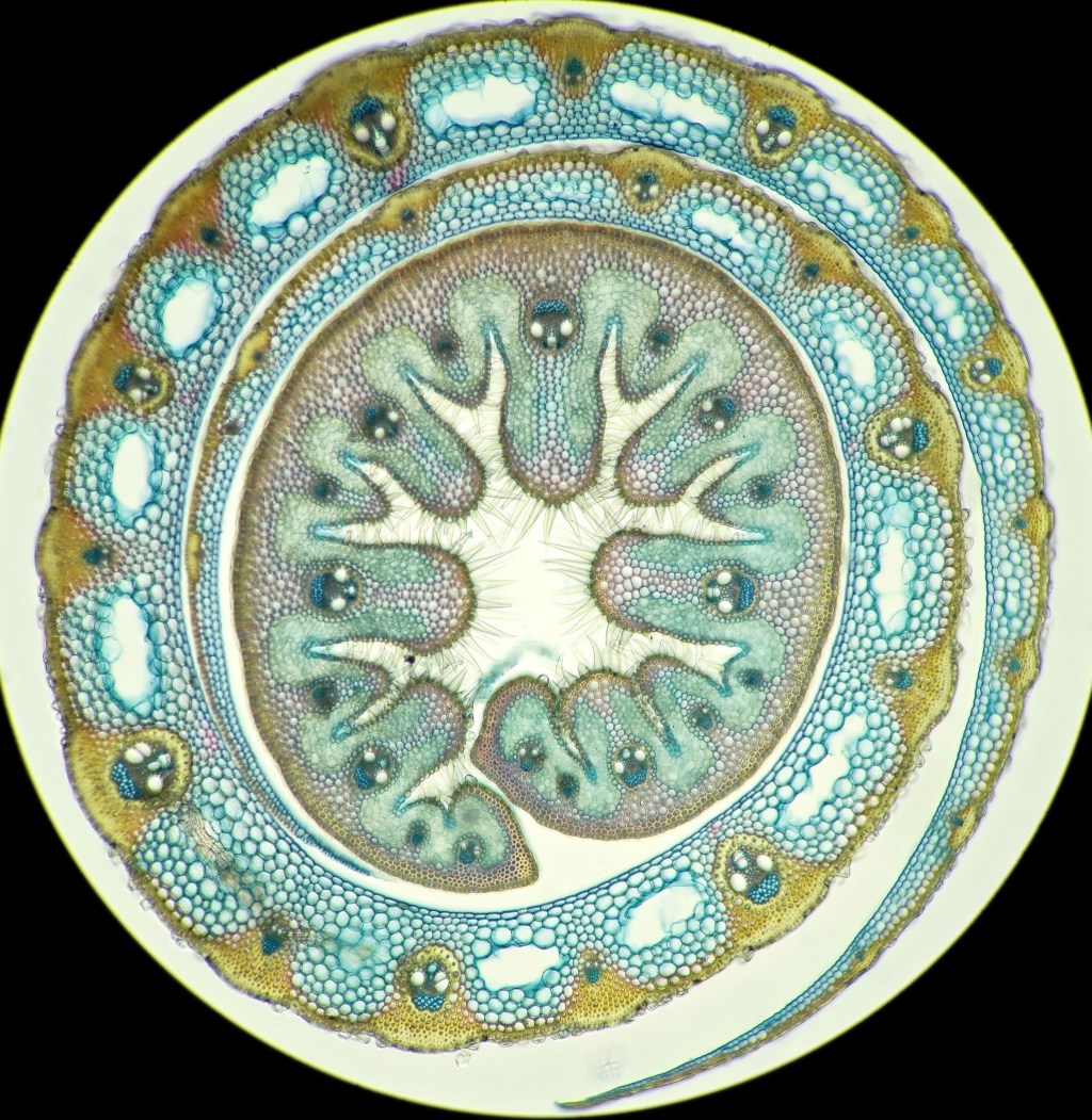 Microscopische doorsnede van helmgras. (foto: Rob van Es)