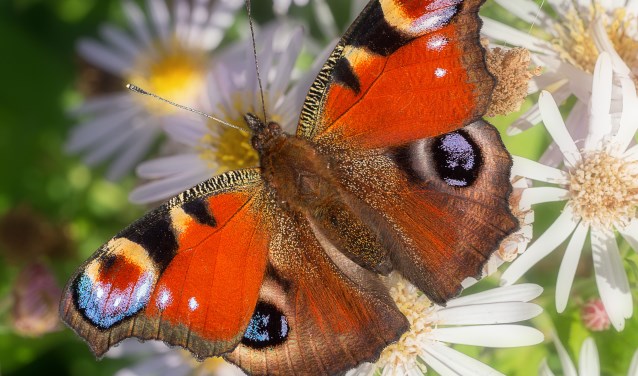 Een dagpauwoog komt vaak voor in tuinen in de bebouwde kom (foto: Henk Bosma)