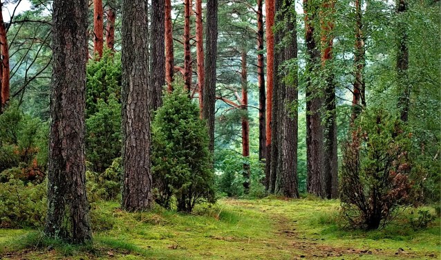 In de natuur worden alle zintuigen aangesproken en al wandelend voel je meer lichamelijke sensaties dan wanneer je stilzit.