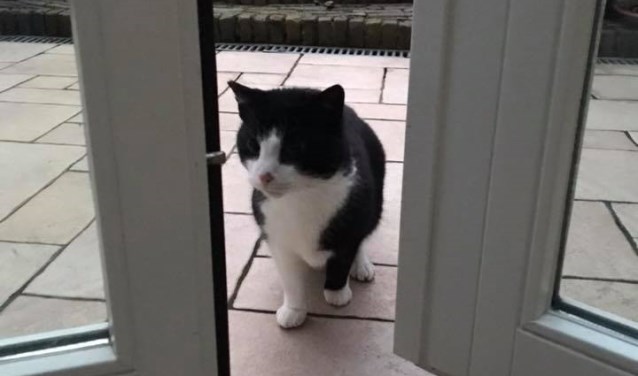 Harry, de buurkat, die altijd om brokjes komt bedelen