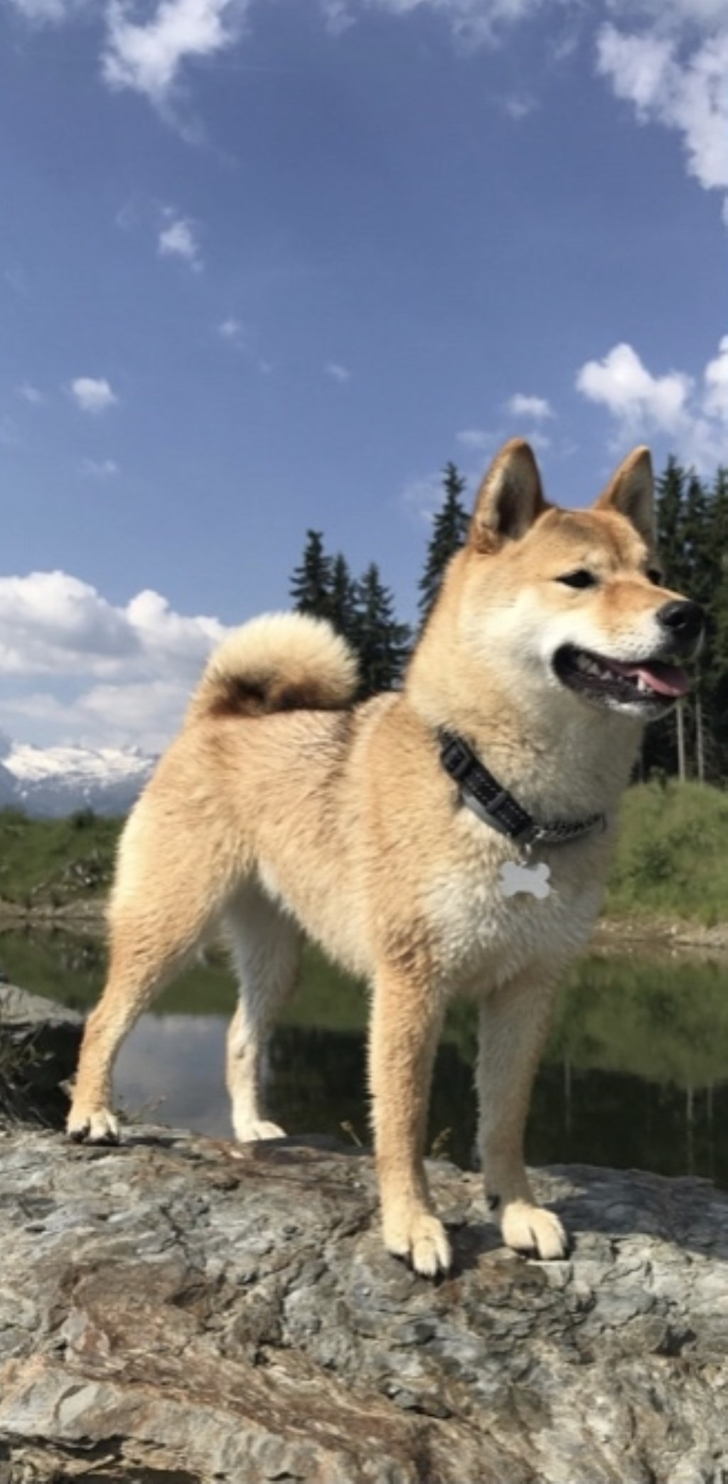 Mitsuko, hier lekker aan het hiken in Oostenrijk is in de race voor 'Mooiste hond van Delft'.