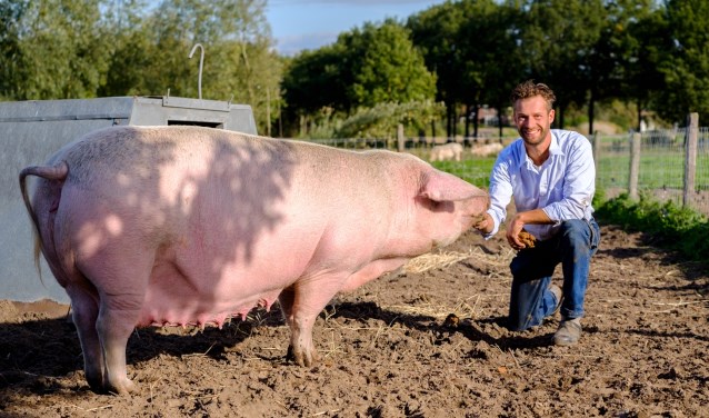 Robert van Buuren met Félicienne, de oudste zeug van de boerderij.