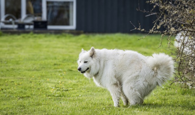 Dna-profiel uit hondendrollen leidt naar honden en hun baasjes.