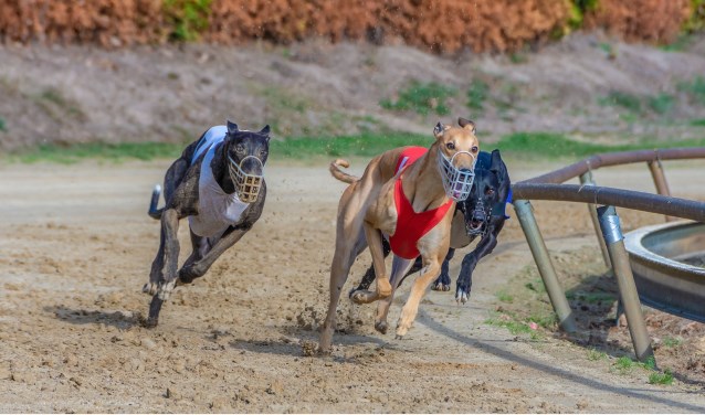 Greyhounds rennen achter de 'kunsthaas' aan | Fotonummer: a632e4