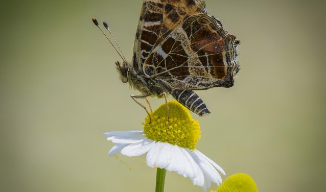 Categorie: Natuur | Fotonummer: 4fd2cf