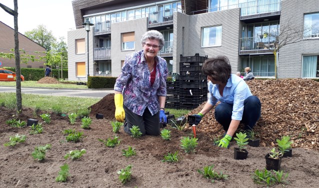 Tijdens een feestelijk middag werd de Brink opnieuw aangeplant