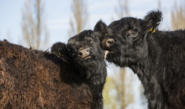 De Galloway koeien komen eind mei, foto: Bob Luijks, natuurmonumenten
