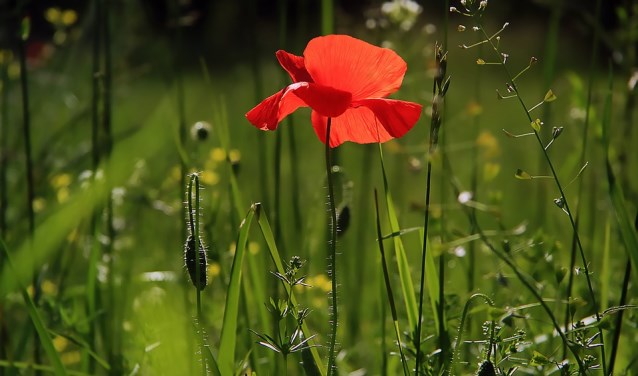 Bloemenwandelingen