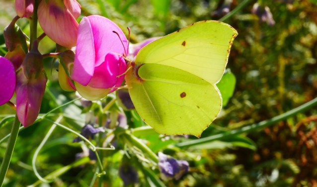 Citroenvlinder