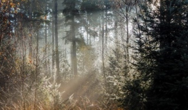 leenderbos
