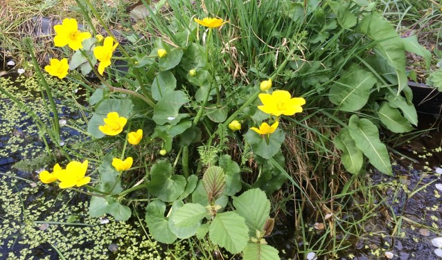 De dotterbloem is een van de bloemen die je tijdens de wandeling kan zien.