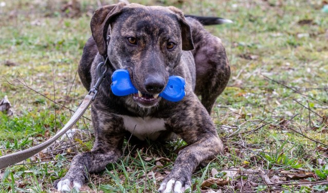 Hond Harm die wacht op een baas