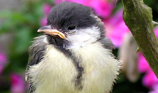 Koolmeesje net uit nest