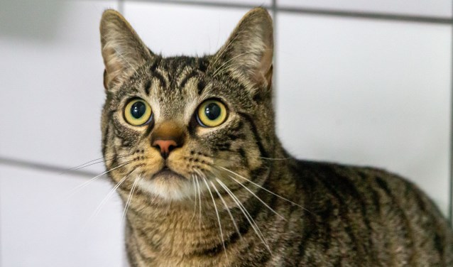 Kater Joris