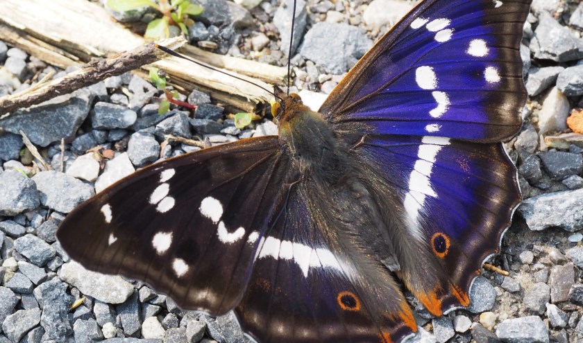 Grote weerschijnvlinder, foto: Wiel Zentjens