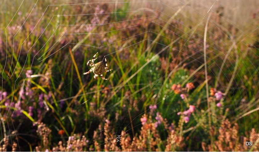 Strabrechtse heide