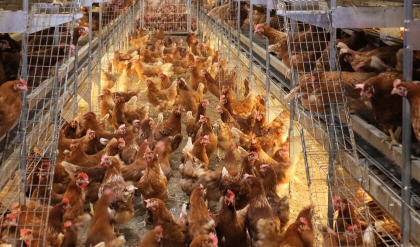 Bird flu again in Lunteren;  tenth infection in region |  Barneveld newspaper