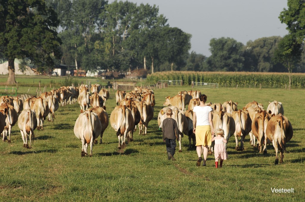 Boerin Irene van der Marel, haar kinderen en de Jersey koeien in de Remeker wei.