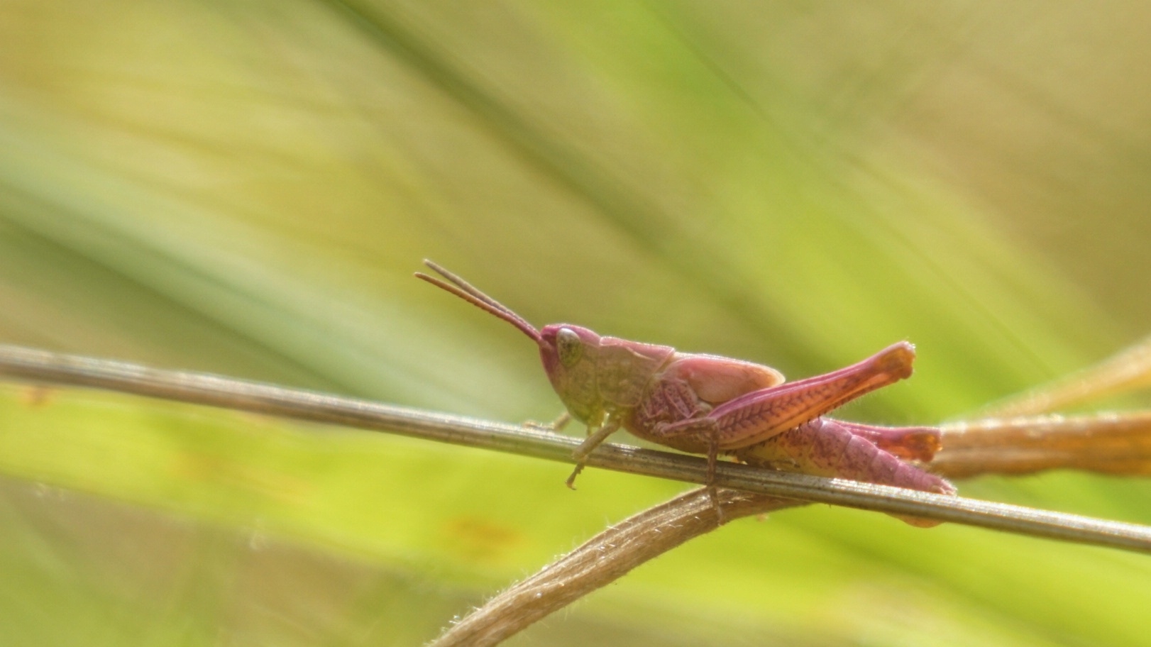 De zeldzame roze sprinkhaan