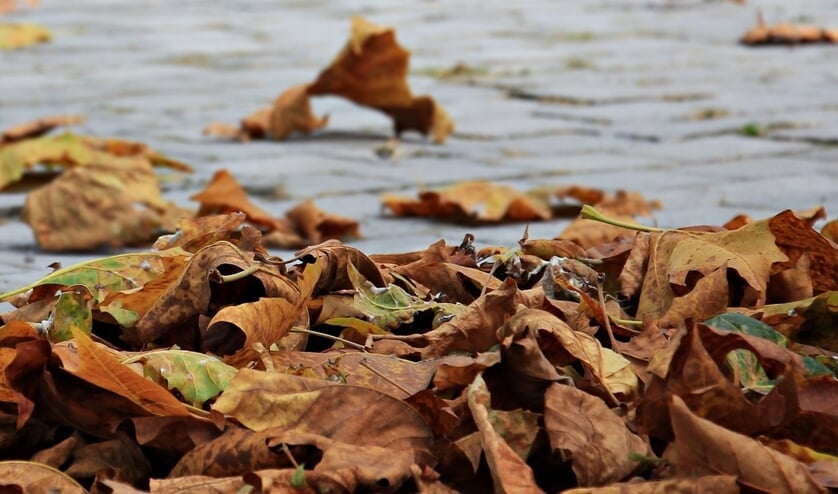 Wat te doen tegen de herfstbladeren in je tuin? destadamersfoort