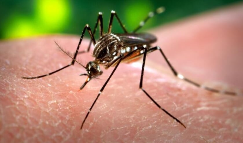 Advancing yellow fever mosquito reaches Haarlemmermeer |  HC news