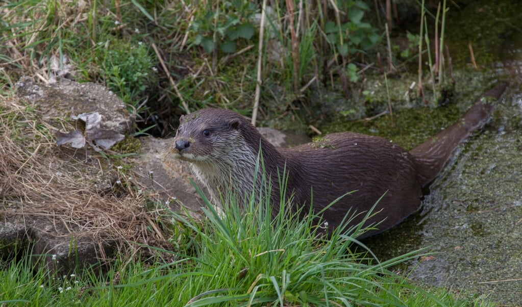 Spectaculair Natuurnieuws Otter Gezien Bij Amelisweerd Houtens Nieuws Nieuws Uit De Regio Houten