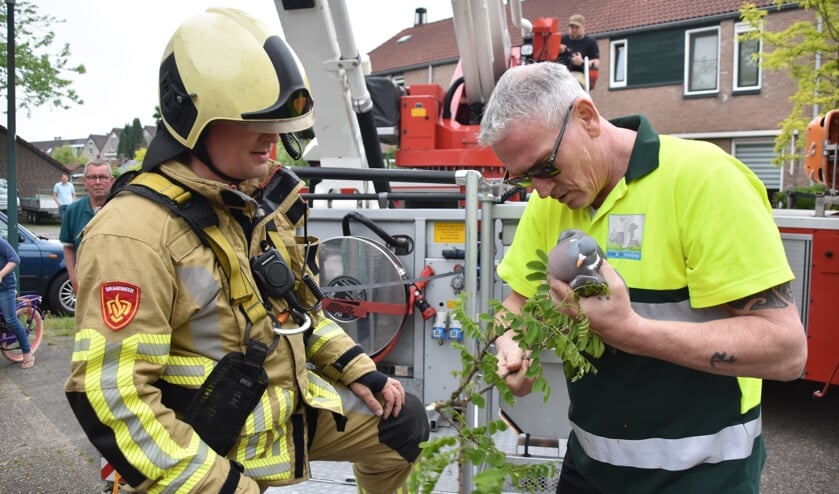 Soest: de Brandweer redt een in een touw verstrikte houtduif uit een boom | ?@SoesterCourant? .
