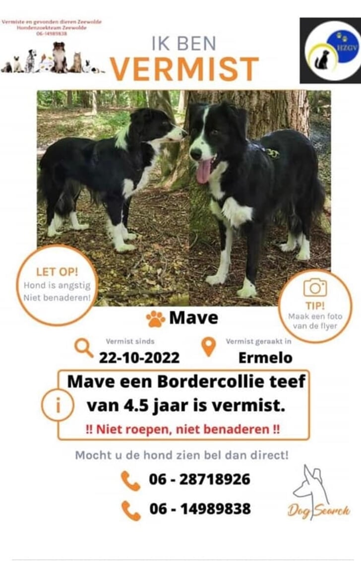 Zoekgeraakte Bordercollie Is Bezig Aan Zwerftocht Van Drie Weken Op Weg ...