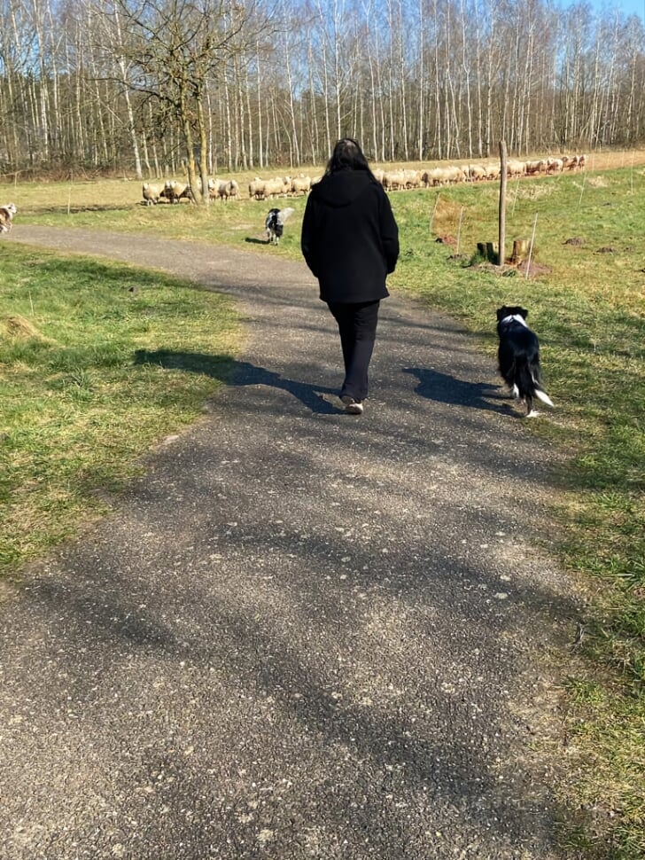 Baasje Van Vermiste Bordercollie Is Intens Dankbaar Voor Iedereen Die ...