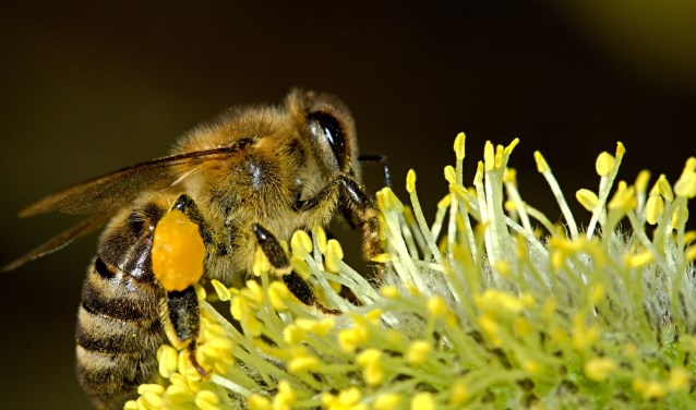 Kruidenrijke graslanden en bermen helpen om de achteruitgang van wilde bijen en andere insecten om te buigen naar groei.