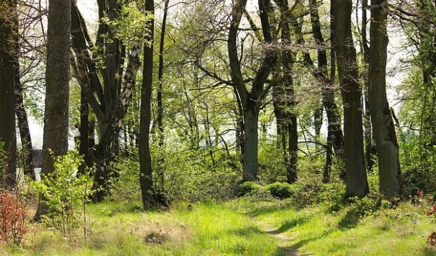 Een tiny forest is een bos ter grootte van een tennisbaan.