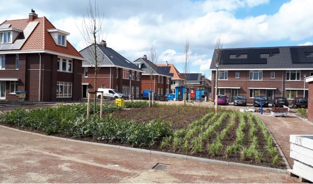 Veel groen in een wijk vermindert wateroverlast en zorgt voor meer biodiversiteit.