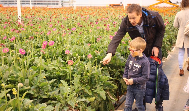 Vijftig miljoen gerbera's komen jaarlijks uit de kassen van Oudijk. (foto en tekst: Erik van Leeuwen)