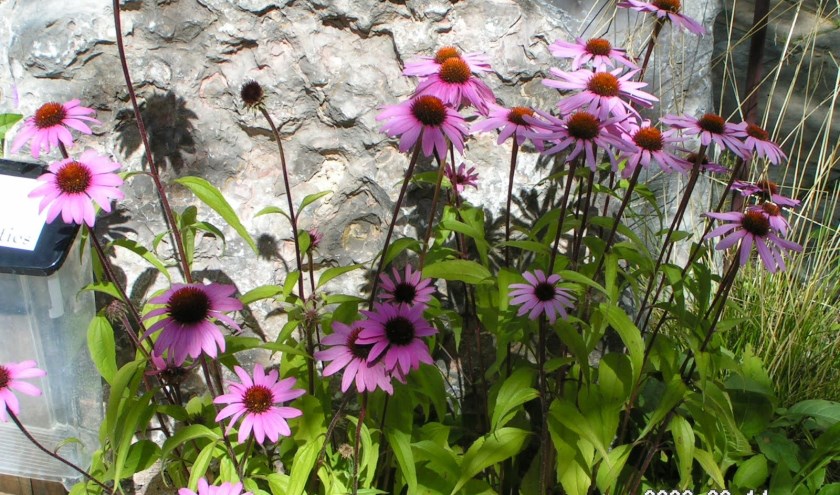 De Echinacea purpurea kan goed tegen hitte.