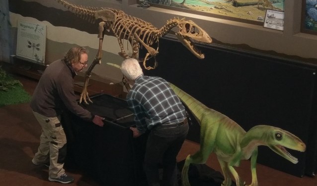 Afgelopen week werd de 'Nederlandse mini-T-rex' op zijn plek gezet. (Foto: Oertijdmuseum De Groene Poort) | Fotonummer: 4e8e0e