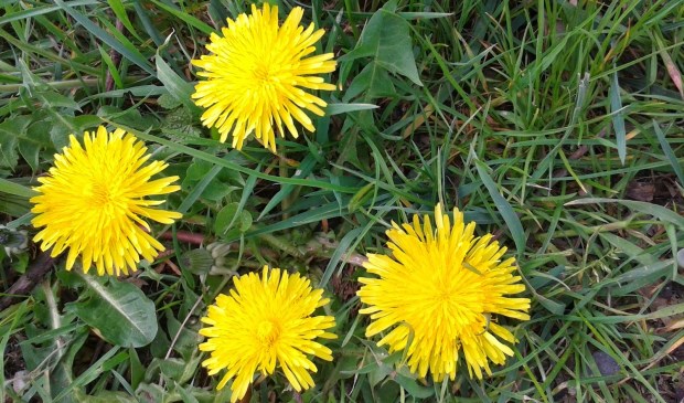 Paardenbloemen | Fotonummer: 10a948