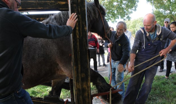 Roza van Broedershof wordt gekapt in de travalje in Sint Philipsland.