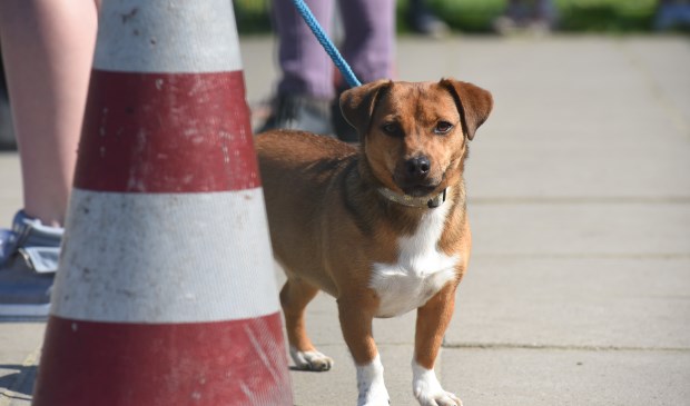 Of deze hond zijn ontlasting op straat achterlaat, is niet bekend. Hij dient hier slechts ter illustratie.