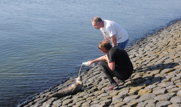Voorbijgangers proberen het zeehondje melk te voeren.