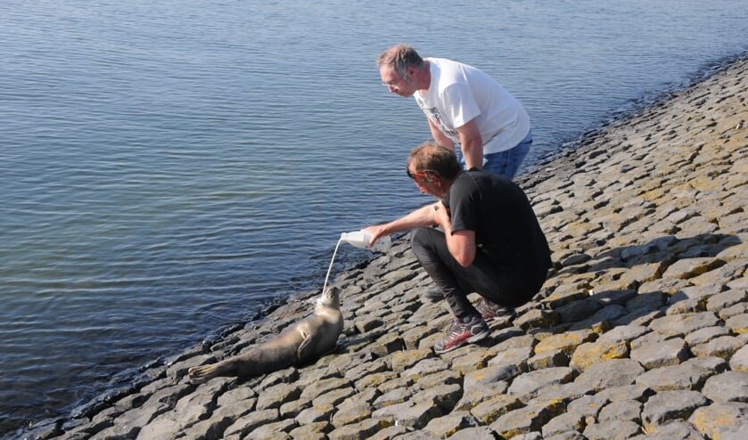 Voorbijgangers proberen het zeehondje melk te voeren.