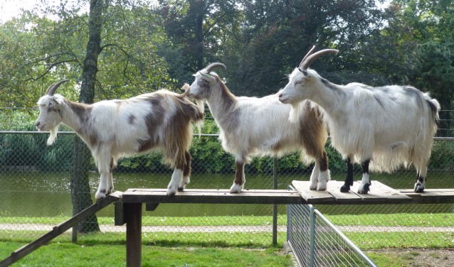 Geiten | Fotonummer: 63e8e3