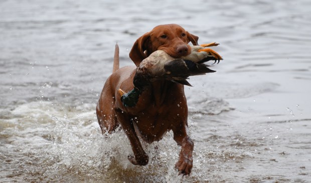 De hond van Carlo en Dolinda in volle actie. | Fotonummer: 1562a3